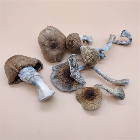 Psychedelic Trippy Store is the perfect place to buy magic mushrooms online. . Buy psychedelic mushroom online
